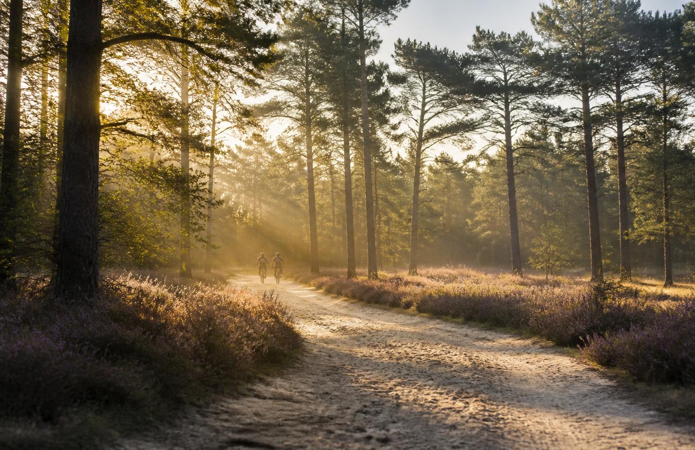 Zonnestralen op een zandpad door de Veluwse bossen